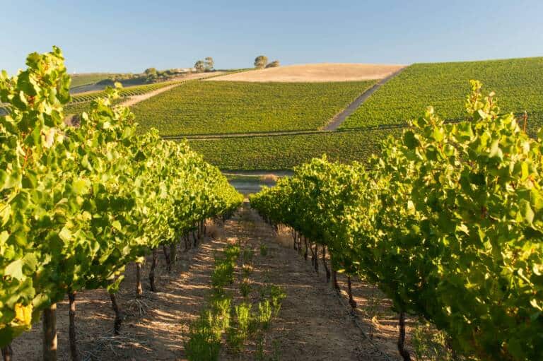 jordan_winery___land_bghyc-scaled