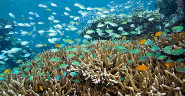 Schönes Korallenriff auf Mauritius